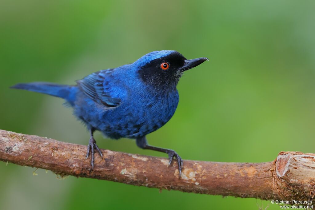 Percefleur masquéadulte