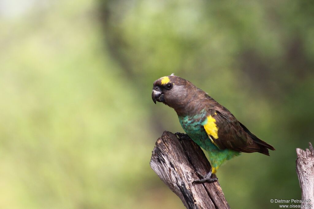 Meyer's Parrotadult, identification