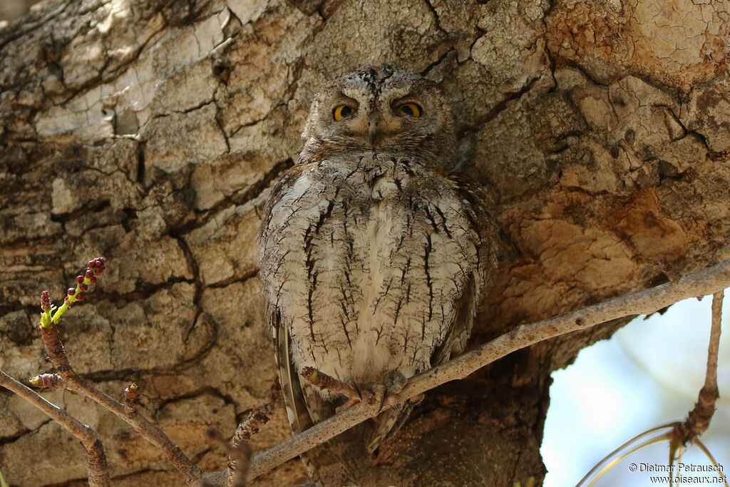 African Scops Owladult