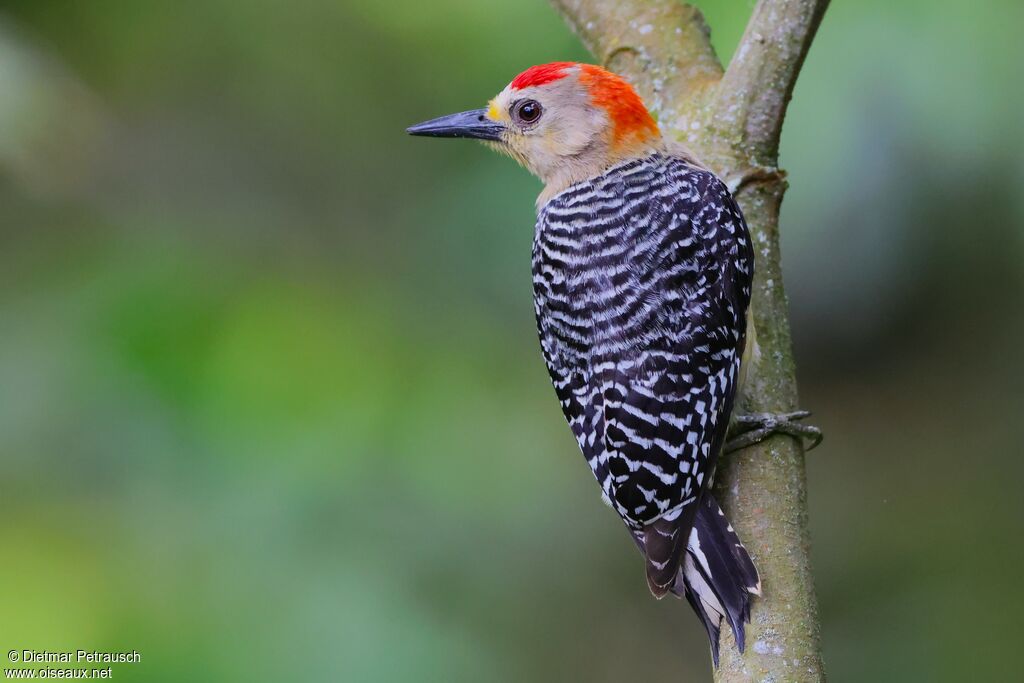 Pic à couronne rouge mâle adulte