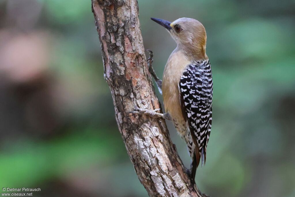 Pic à couronne rouge