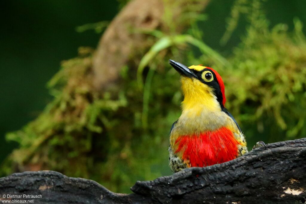 Yellow-fronted Woodpecker male adult