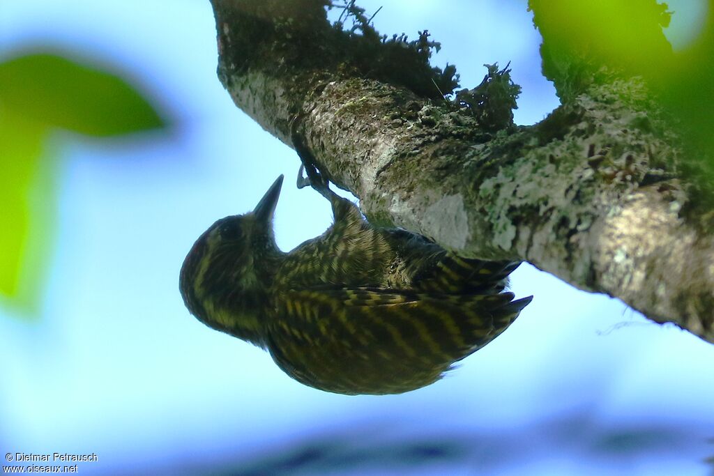 White-spotted Woodpeckeradult