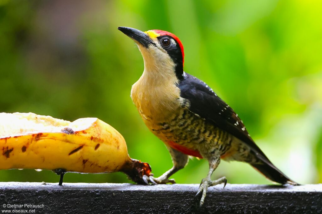 Pic de Pucheran mâle adulte