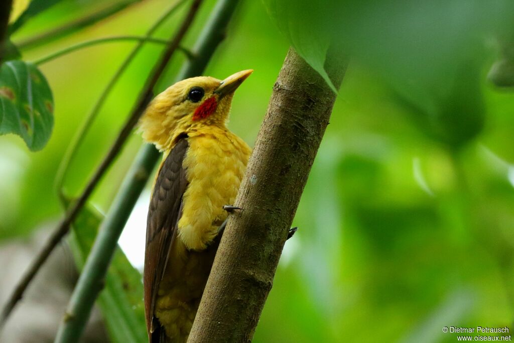 Cream-colored Woodpecker male adult