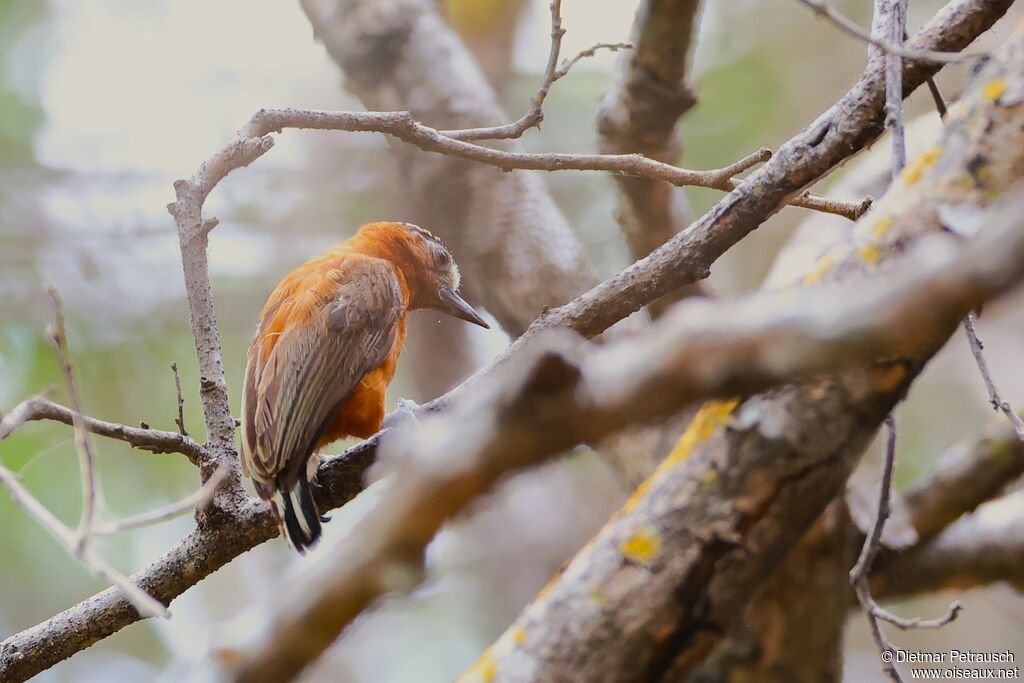 Picumne cannelleadulte