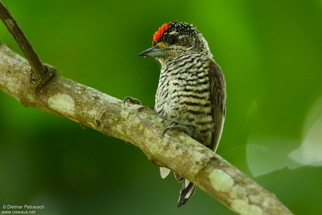 White-barred Piculet male adult
