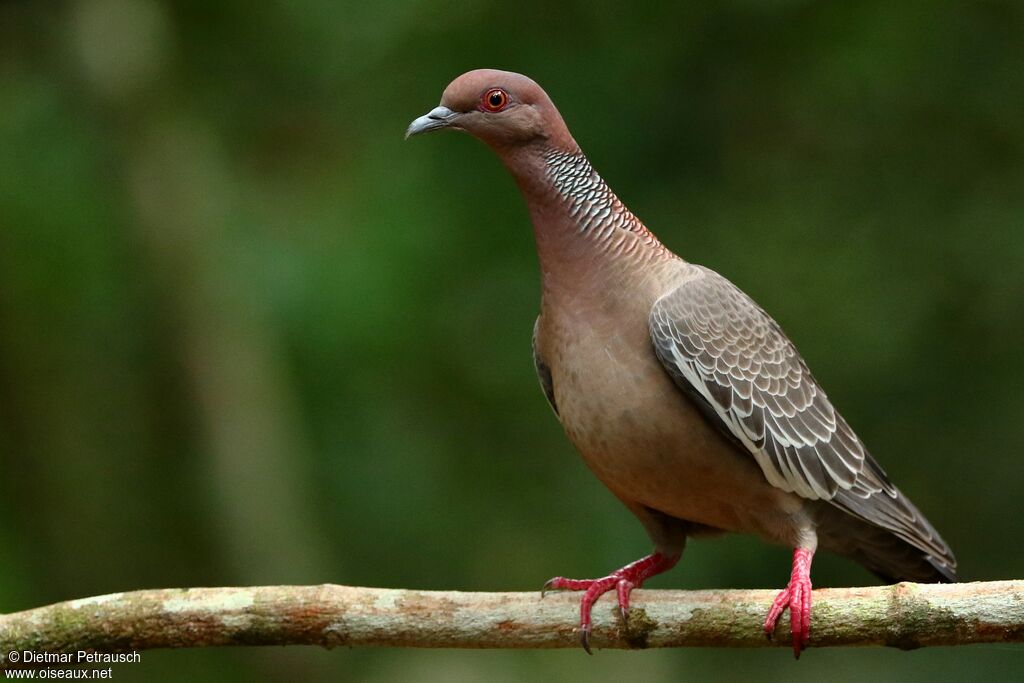 Picazuro Pigeonadult
