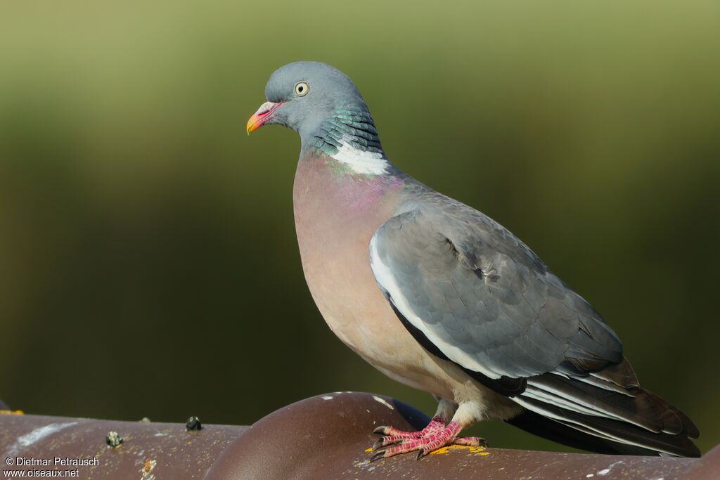 Pigeon ramier