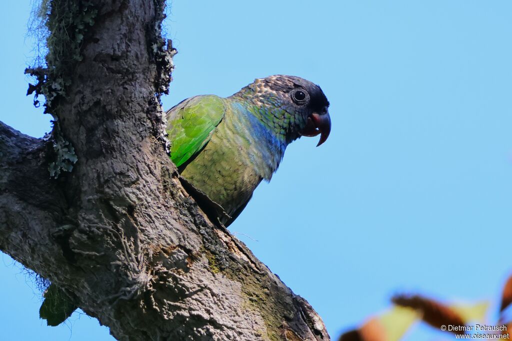 Pione à bec rougeadulte