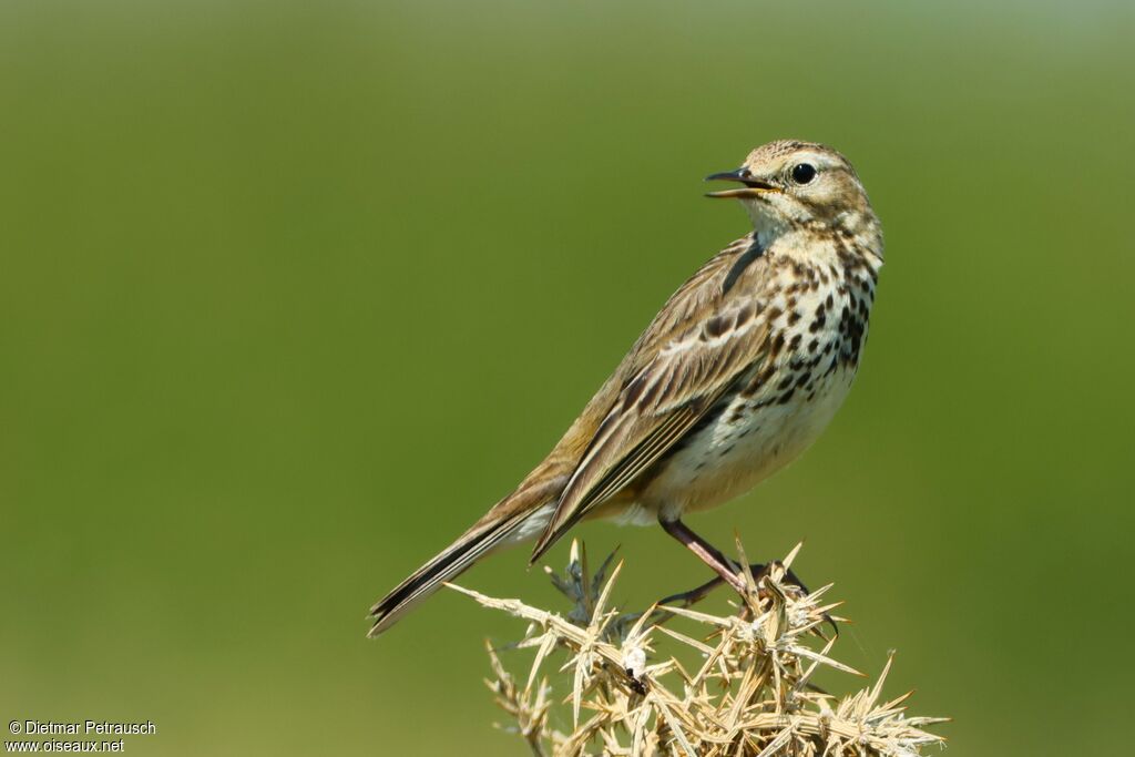 Pipit farlouse
