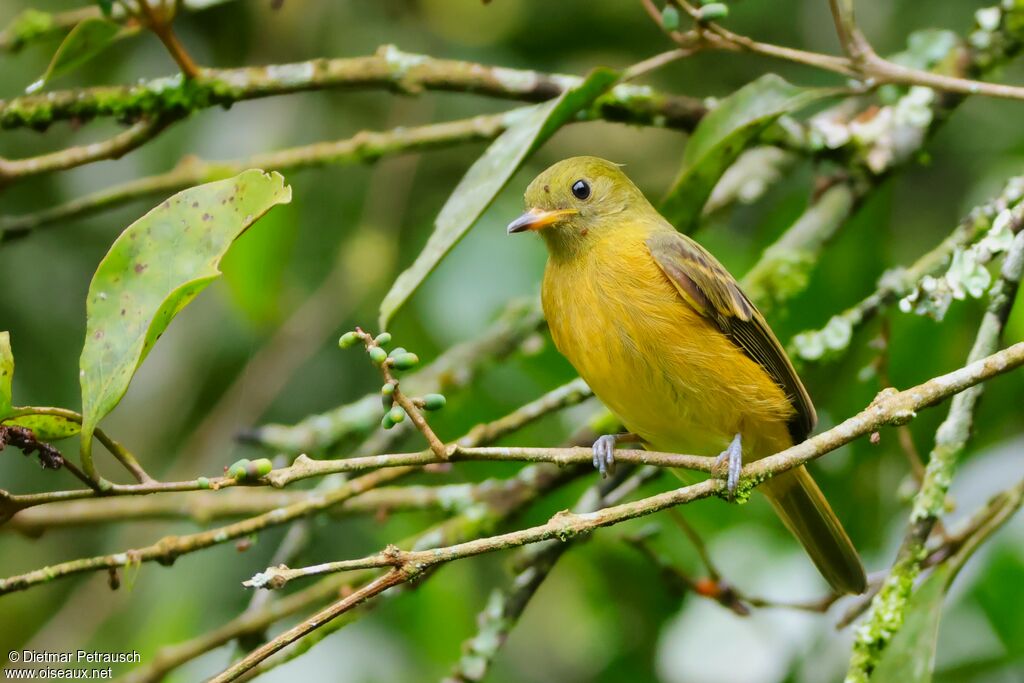 Pipromorphe roussâtreadulte