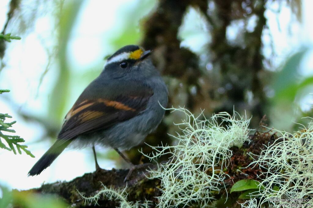 Crowned Chat-Tyrantadult