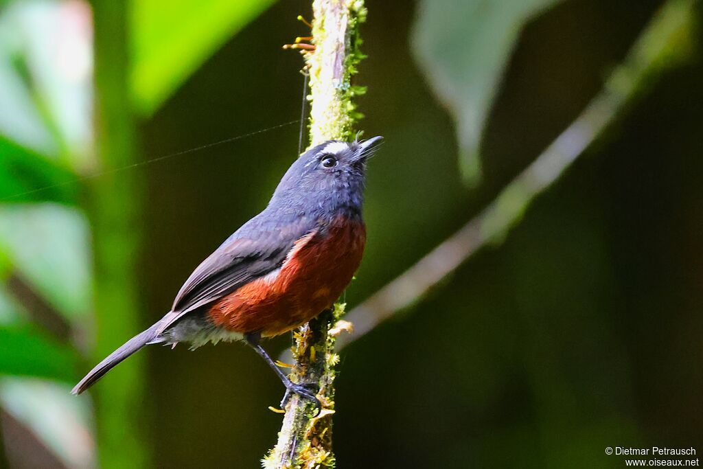 Pitajo noir - Pitajo à ventre brun<br />adulte