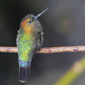 Porte-lance de Louise