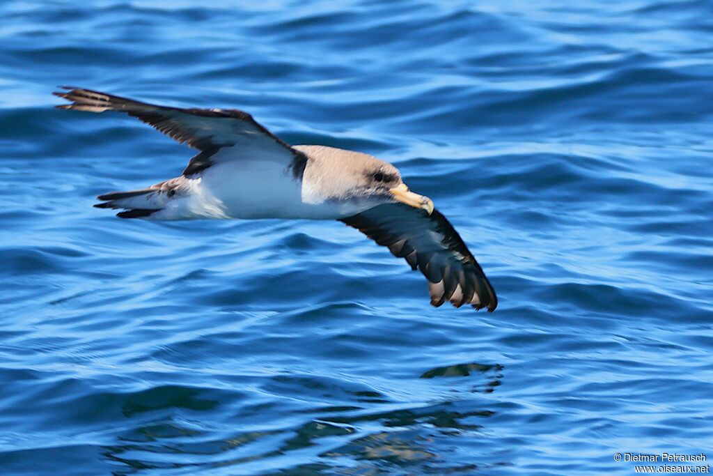 Puffin boréal - Puffin cendré<br />adulte