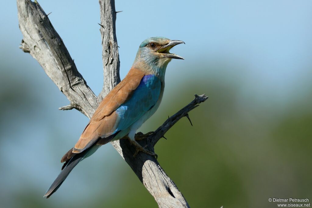 European Rolleradult