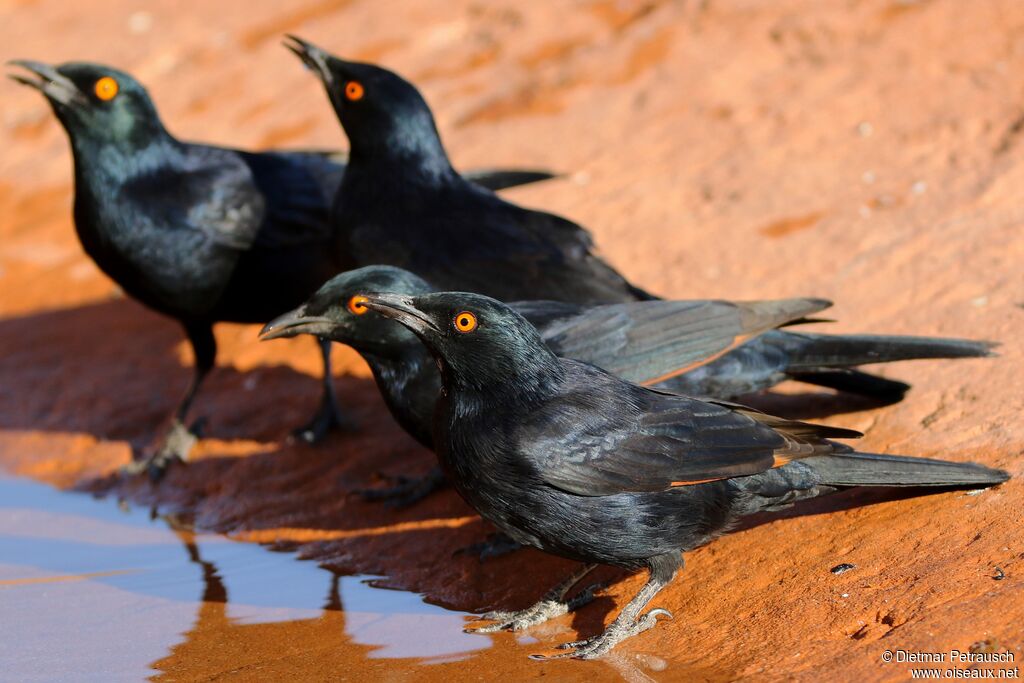 Pale-winged Starlingadult