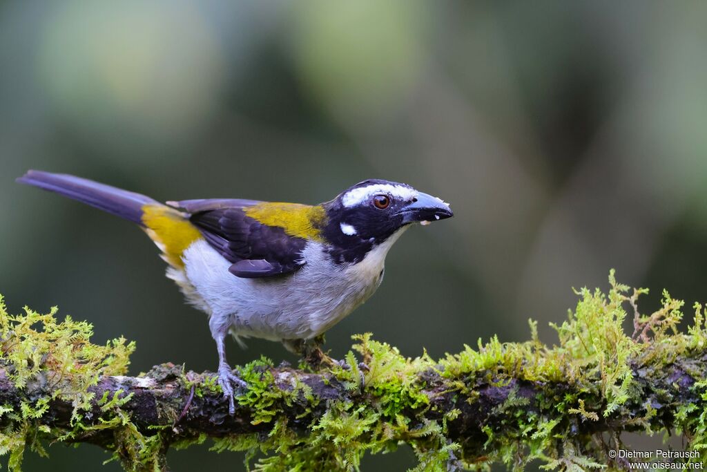 Saltator à ailes noiresadulte