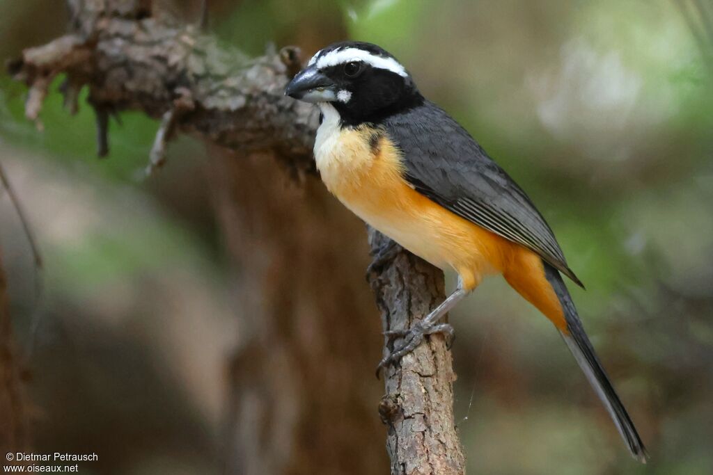 Saltator de l'Orénoqueadulte