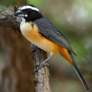 Saltator de l'Orénoque