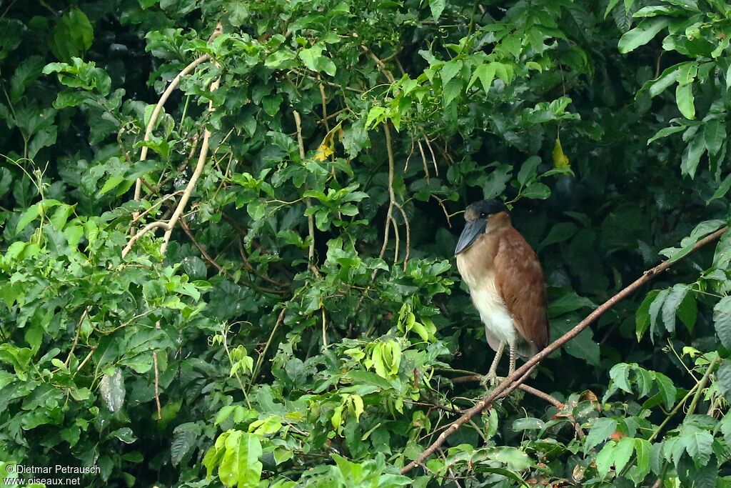Boat-billed Heronimmature