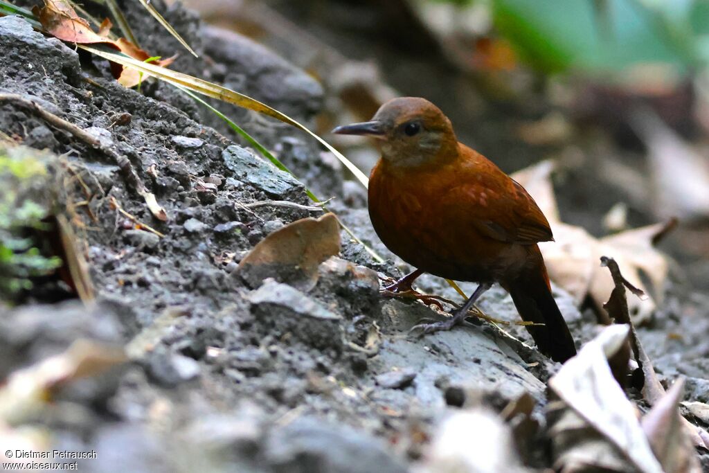 Sclérure à gorge griseadulte