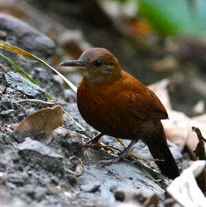 Sclérure à gorge grise