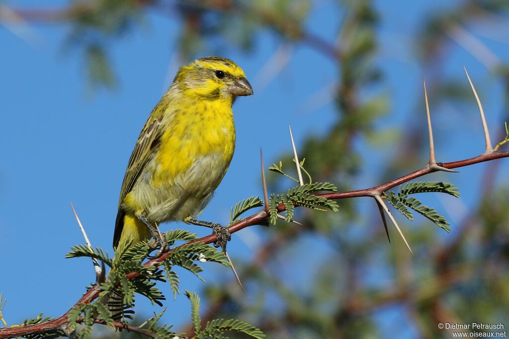 Yellow Canaryadult