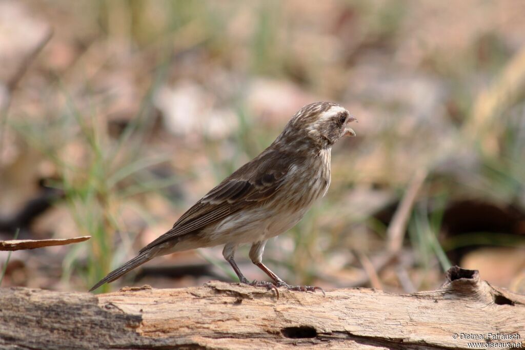 Streaky-headed Seedeaterimmature
