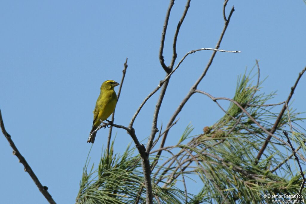 Serin soufréadulte