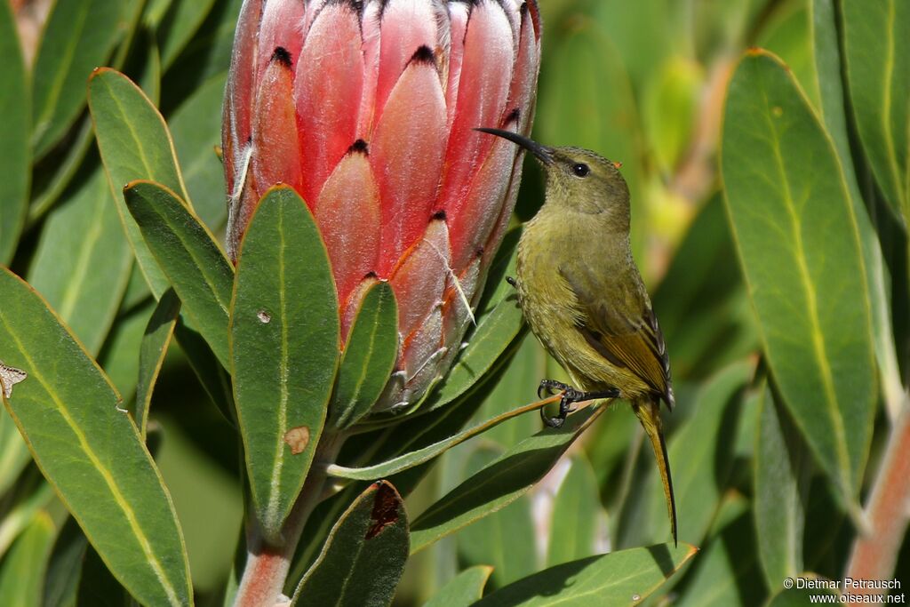 Malachite Sunbird female adult