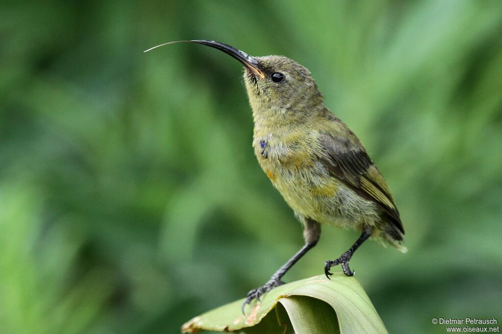 Orange-breasted Sunbird male juvenile