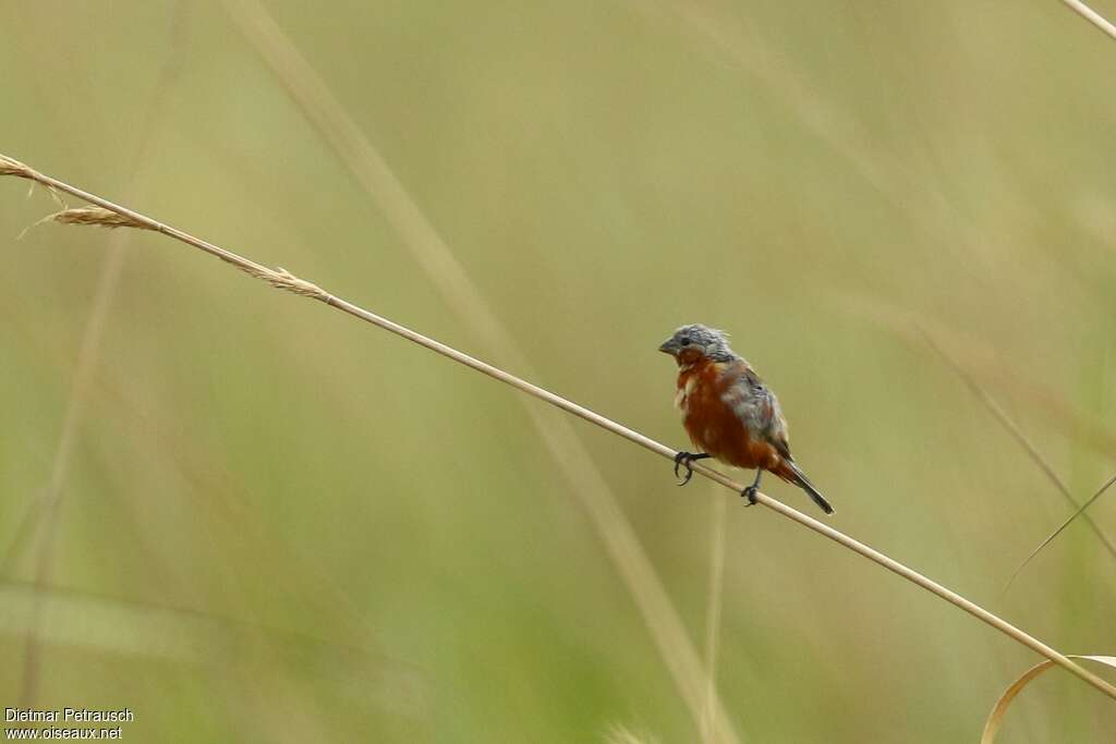 Rufous-rumped Seedeater male adult