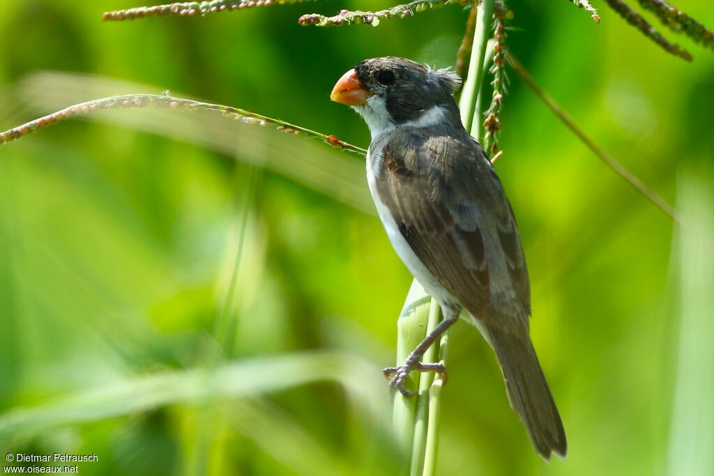 White-throated Seedeateradult