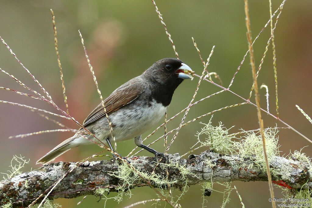 Sporophile de Duboisadulte