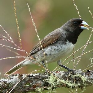 Sporophile de Dubois