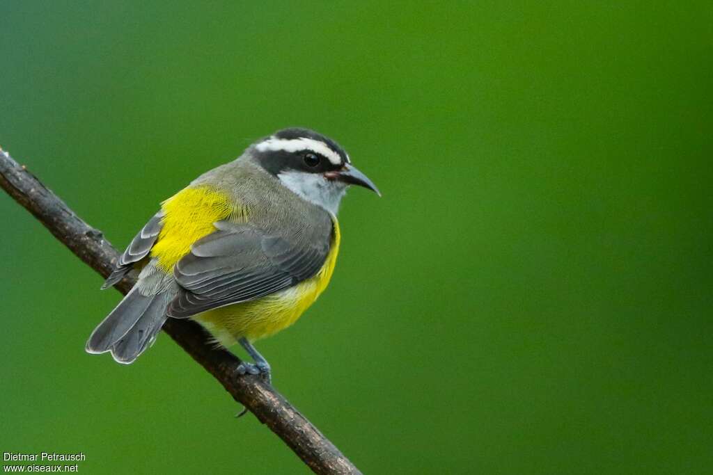 Bananaquitadult, identification