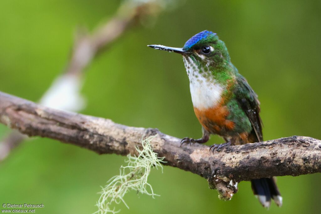 Sylphe à queue violette femelle adulte
