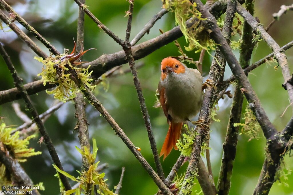 Synallaxe à face rouge