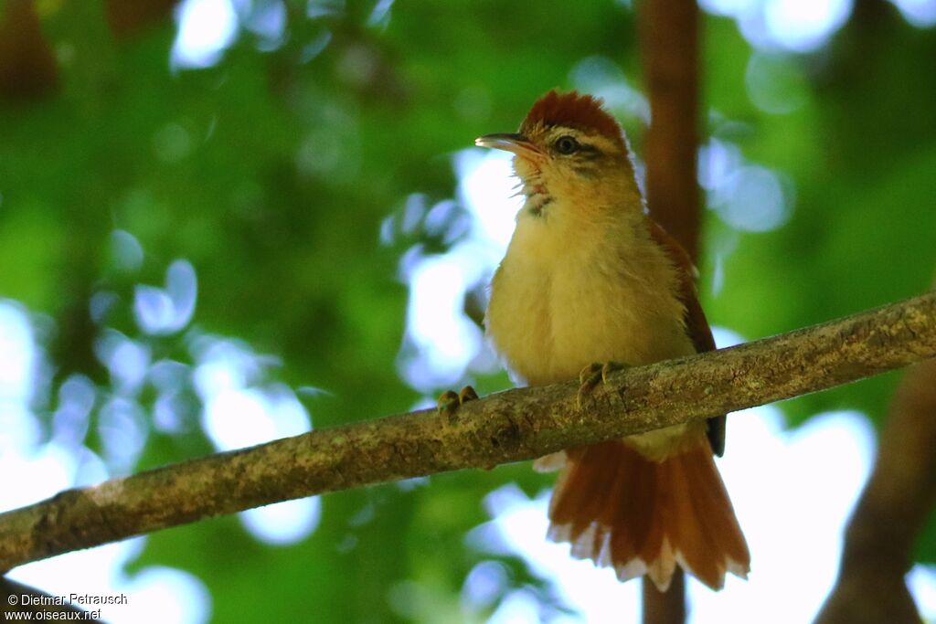 Rusty-backed Spinetailadult