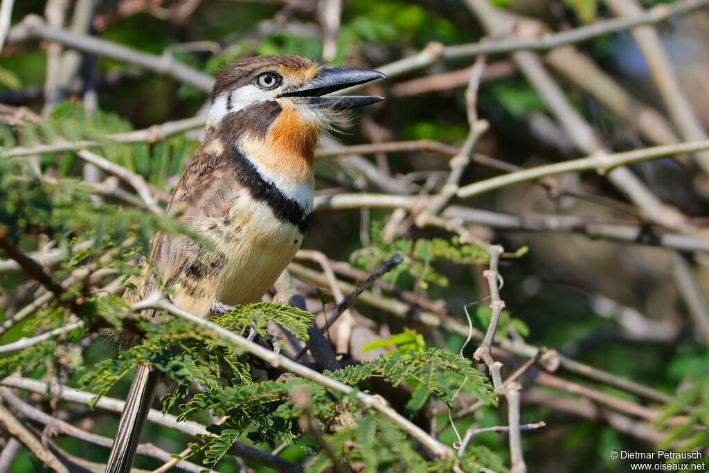 Tamatia à gorge rousseadulte
