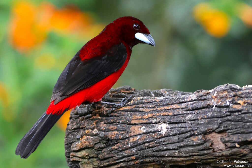 Tangara à dos rouge mâle adulte