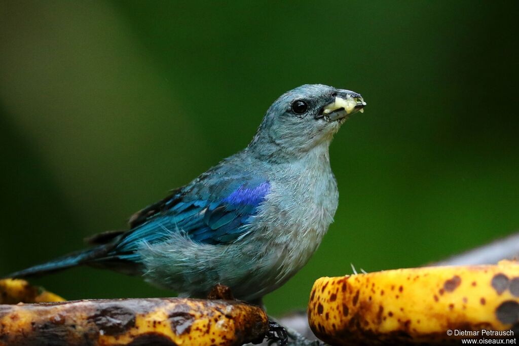 Azure-shouldered Tanageradult