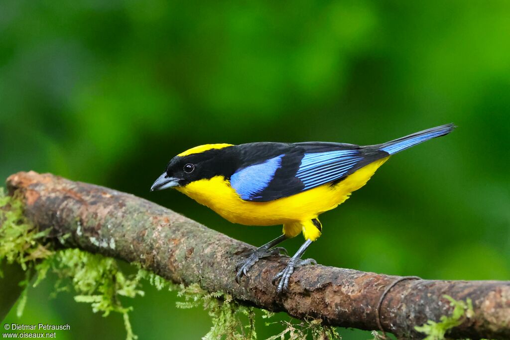 Tangara à nuque jaune - Tangara somptueux<br />adulte