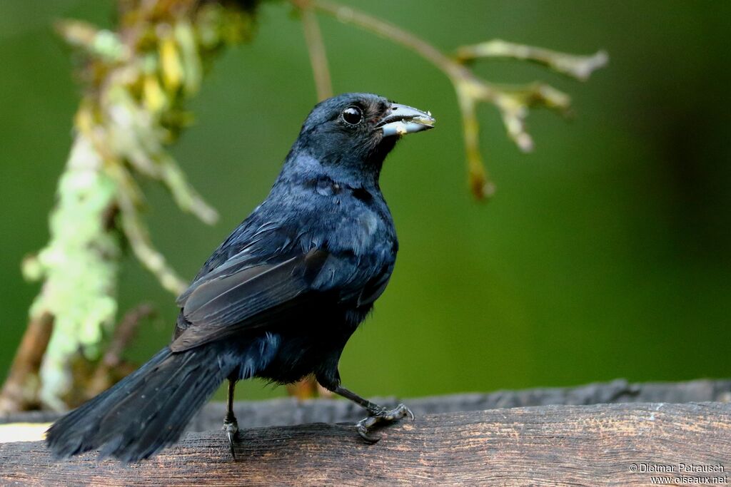 Ruby-crowned Tanager male adult
