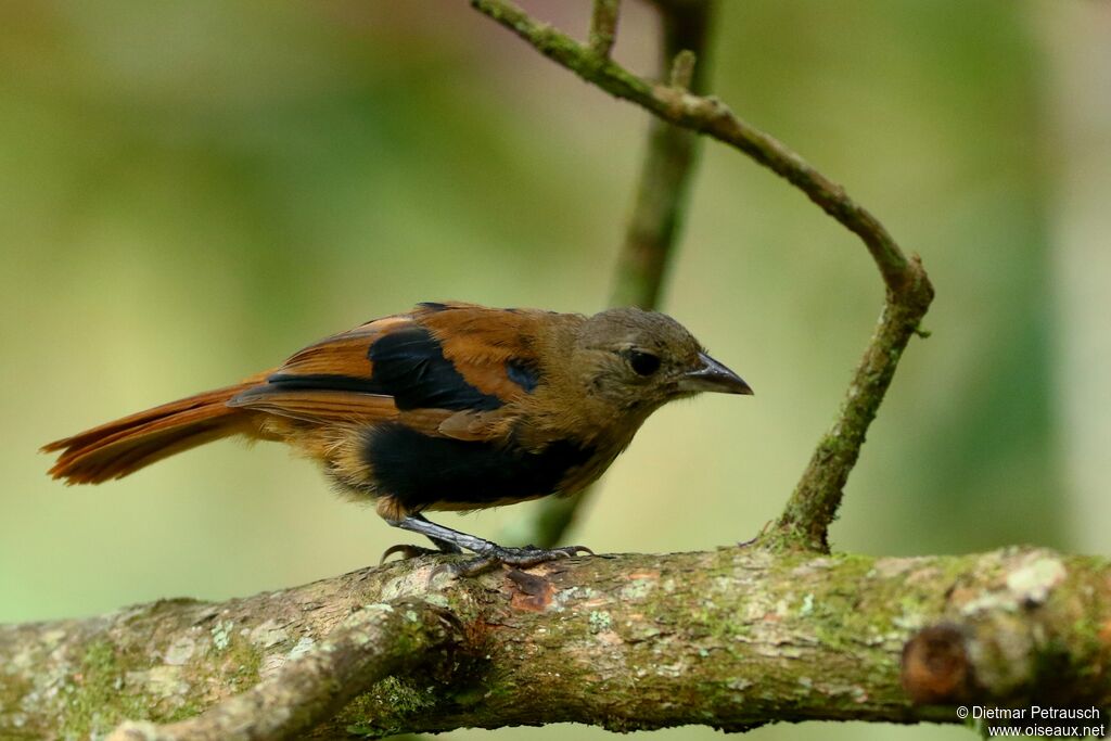 Ruby-crowned Tanager male immature