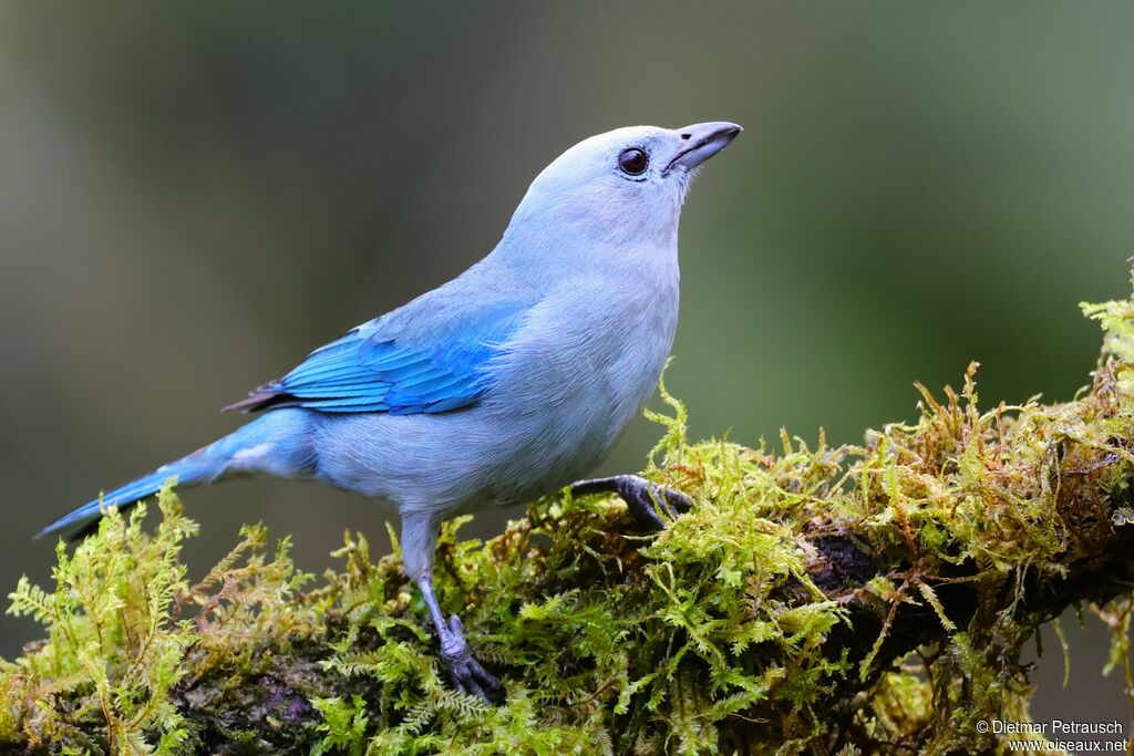 Tangara évêqueadulte