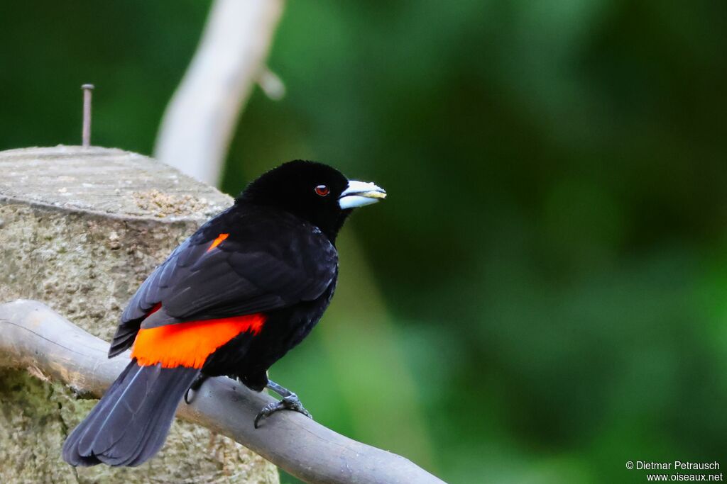 Tangara flamboyant mâle adulte