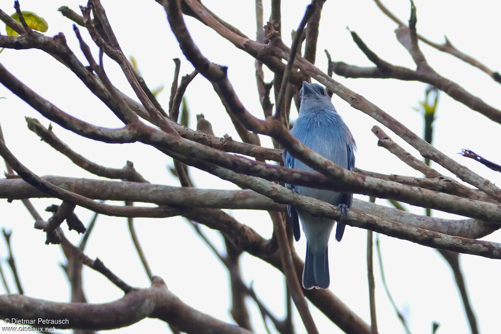 Tangara glauqueadulte